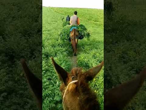 طبيعة أيام زمان