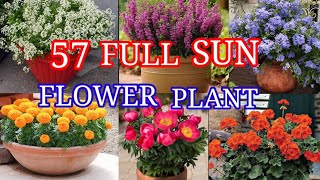 57 Best Full Sun Flower Plants in Container | Heat Tolerant Flower Plants |