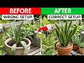 Snake Plant Care Mistake in Selection of (Wrong Pot Size & Drainage) Is Killing Snake Plant
