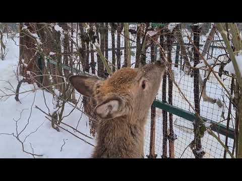 Ягодный олень