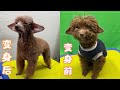 被抛弃的繁殖犬老泰迪，牙齿都掉光了，美容师帮它重获新生 Dog rescue in China 20220301