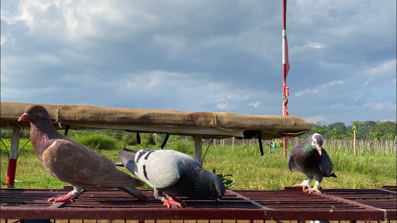 NGABUBURIT BARENG MERPATIKU #1