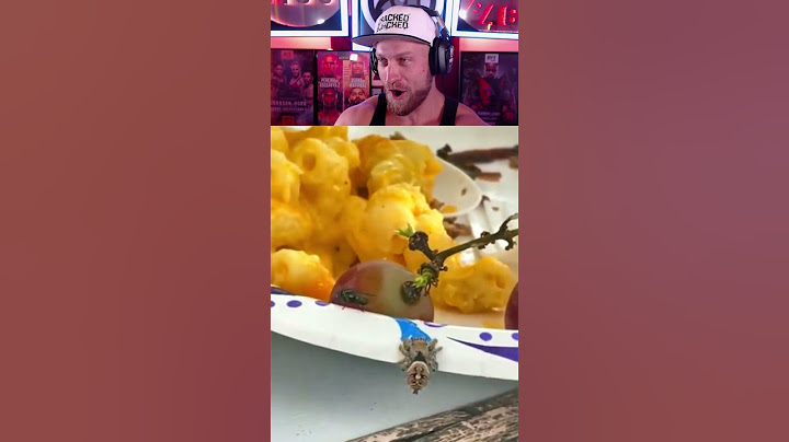 HUMANS HELP SPIDER CATCH FLY!