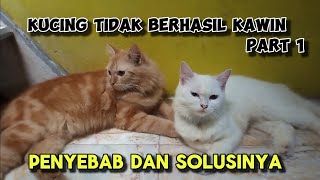 Mengapa Kucing Tidak Berhasil Kawin? Penyebab dan Solusinya. #kucing