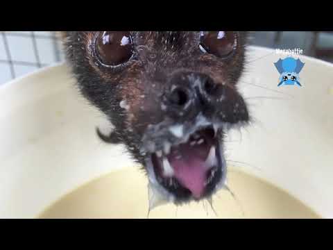 flying-fox-helps-herself-to-banana-smoothie:-this-is-funny-face