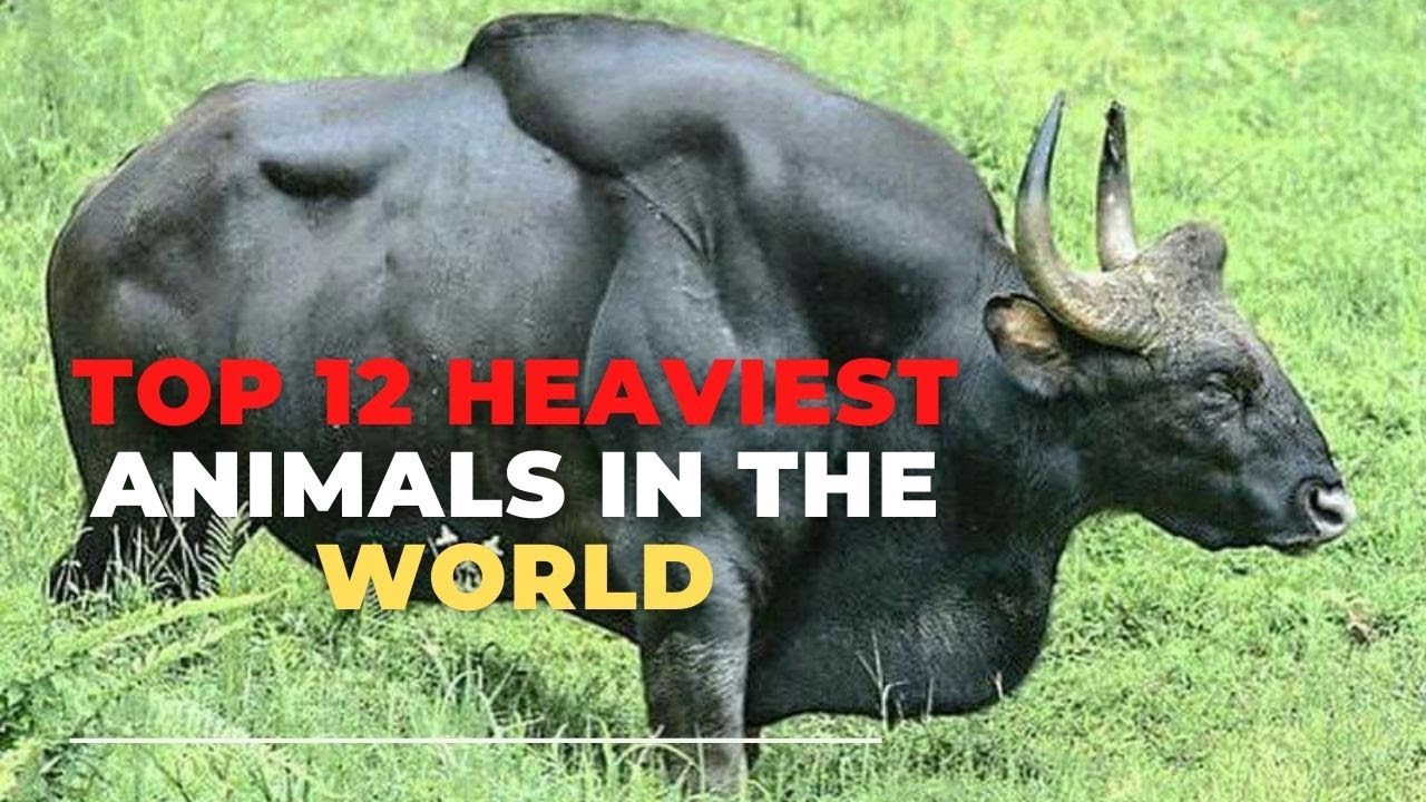 Heaviest animal