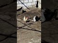 СОБАКА ИГРАЕТ С ПЕТУХОМ,😆😆🐓🐓🐓 dog playing with cock