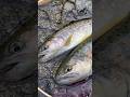 【新規開拓】入渓地点でイワナとヤマメ!! #渓流 #イワナ #ヤマメ