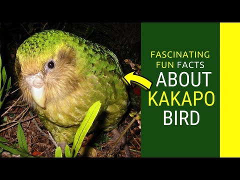 kakapo facts for kids Amazing Facts about Kakapo bird
