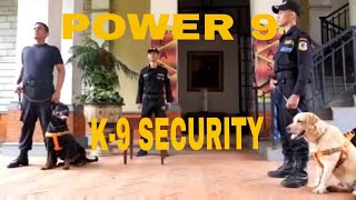 K9 Security (Power9) - Explosive Detection Dog (Alonso)