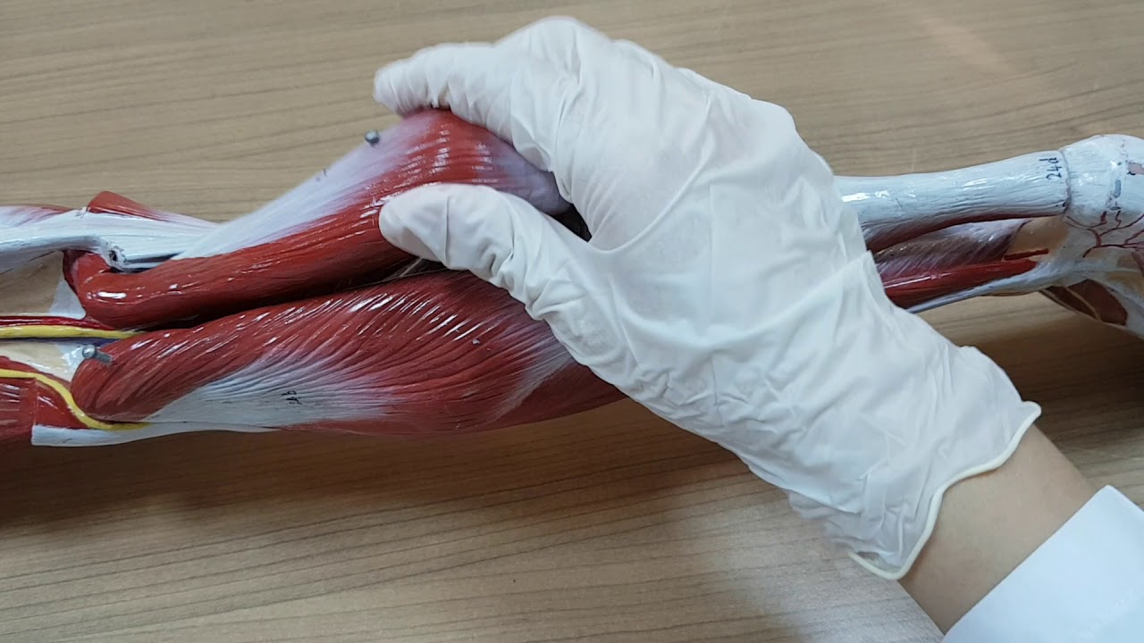 Bacak Kasları (Musculi Cruris)