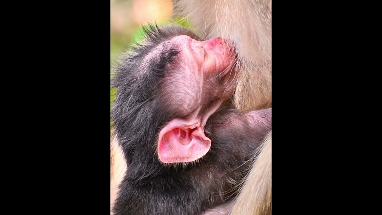 Lovely baby monkey really needs much milk 