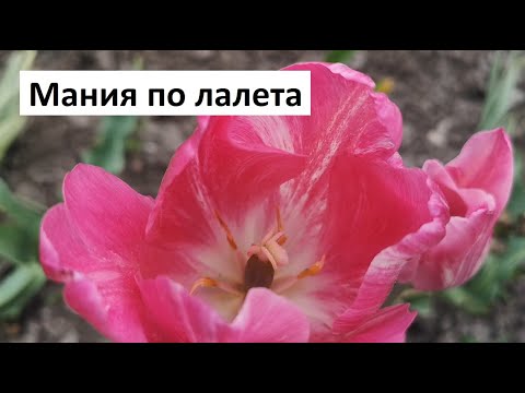 Видео: Лалетата са пролетни красавици