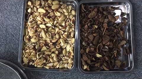 Brazil Nuts Infrared Sorting by Our Belt Type InGaAs Infrared Sorter