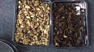 Brazil Nuts Infrared Sorting by Our Belt Type InGaAs Infrared Sorter