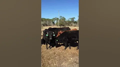Crossbred Bred Heifers