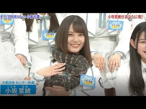 【HINABINGO!】「小坂菜緒があなたに喝!」ヒナビンゴ 2023