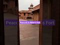Peacock in Mughal Emperor Akbar Fort | Explore India #delhi #mughal #fatehpursikri #videos #shorts