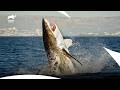 A Morning Swim Turns Into A Deadly Shark Attack | I Was Prey S2 E13 | Animal Planet India