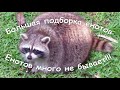 Лучшие приколы с Енотами/Большая подборка/енотов много не бывает