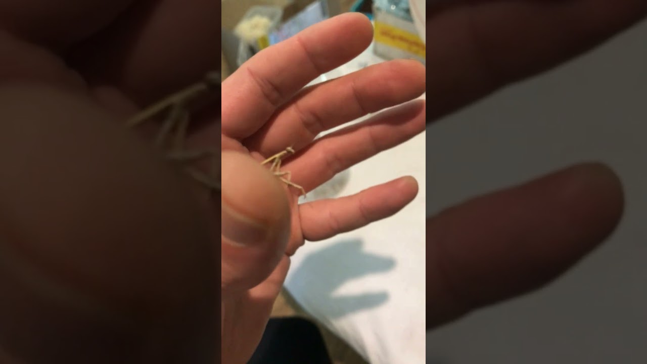 Archimantis Latistyla Nymph 🫡 