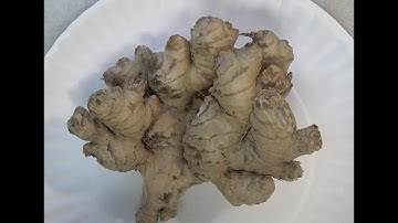 GINGER WATER - MAKING and DRINKING (OAG)