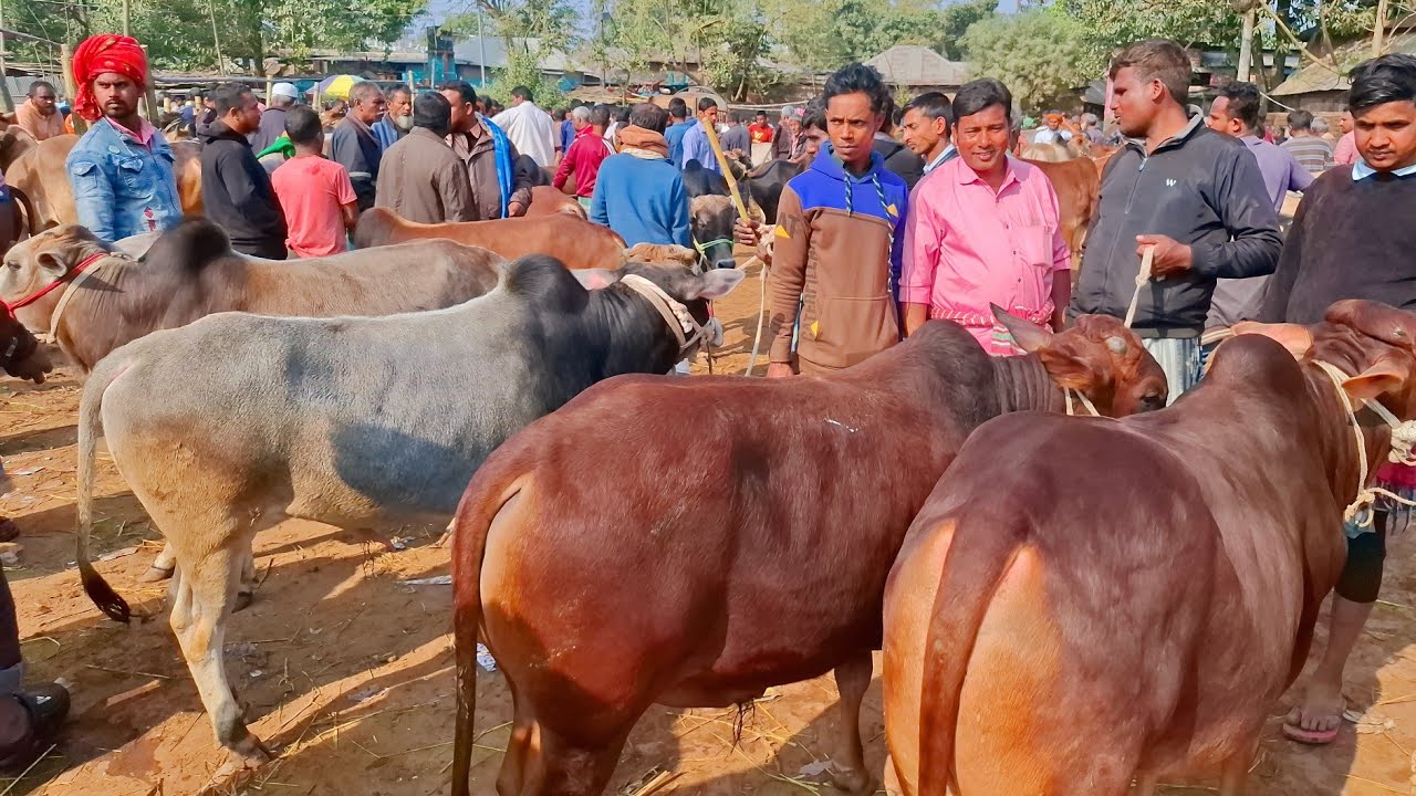 আজ ১৮/১/২৬ | গাইবান্ধার খামারী কেমন দামে মাঝারি সাইজের ষাঁড় গরুর কিনছেন | কাহারোল গরু হাট 