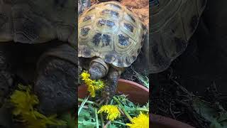 Kenobi struggles to rip the head off a dandelion. #cutepets #tortoise #tortoiselife