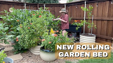 Vego Garden Rolling Planter | Potting Up my Lemon Tree