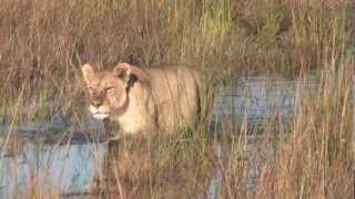 Lions Playing & Head Bumping.mov