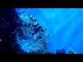 Niagara Falls - Sea ِِِAnemone at the Aquarium - USA Side- 2015
