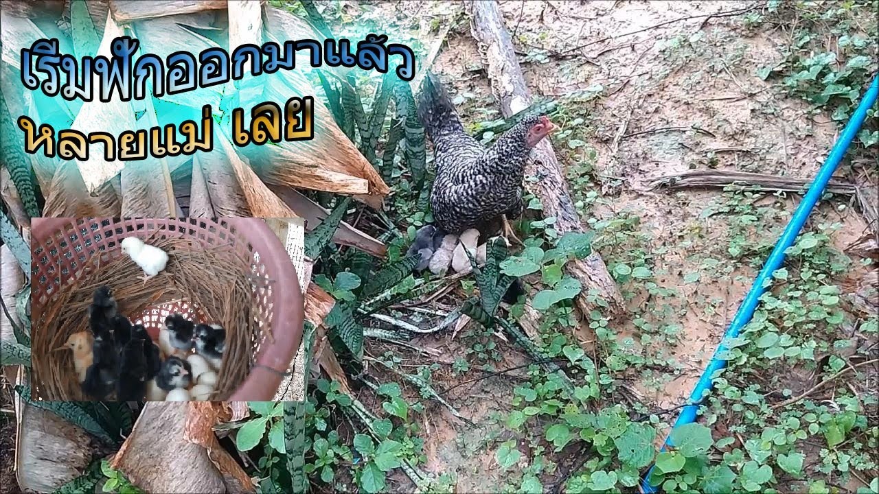 จากลูกไก่ ก็กลายเป็นแม่ไก่ แล้วปีนี้