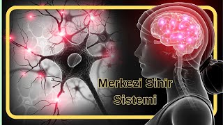 Merkezi Sinir Sistemi