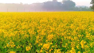 Mustard Flower Fields \u0026 Village Blossoms 🌼 | Pure Nature Vibes