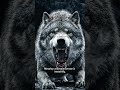 What happens when the wolf is angry and hungry? #WolfDocumentary #WildlifeDocumentary #NatureLovers