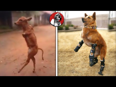 Video: Impresionantes Retratos De Mascotas Discapacitadas