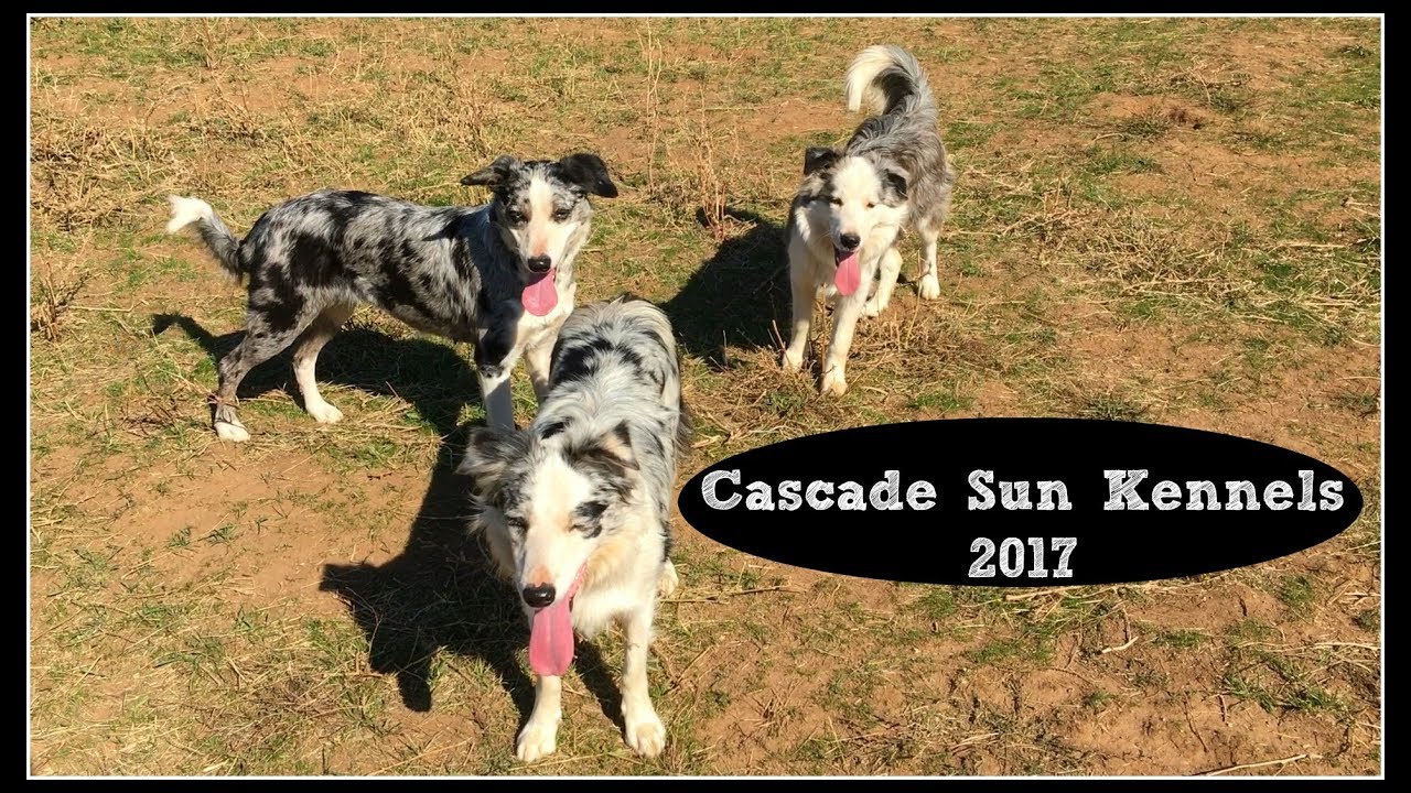 Cascade Sun Kennels 2017 YouTube
