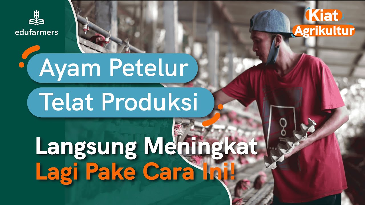 Jangan Mundur! Ini Strategi Ampuh Atasi Ayam Telat Bertelur!