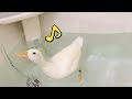 お風呂が大好きで、真夜中でも催促するアヒルの子  The disease that a duckling overcame became fine and became able to swim