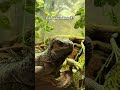 Can you name this animal? Ep07 🦎 #Shorts