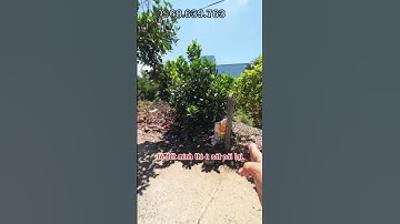 Nhà Đất Khánh Hòa| Đất thổ cư sát Tỉnh Lộ đường 2 ô tô né nhau,giá tốt.#Shorts