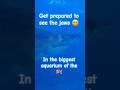 Watch the #shark, #octopus, #fish, #jellyfish, and many more in #thebiggest #aquarium in the #uk