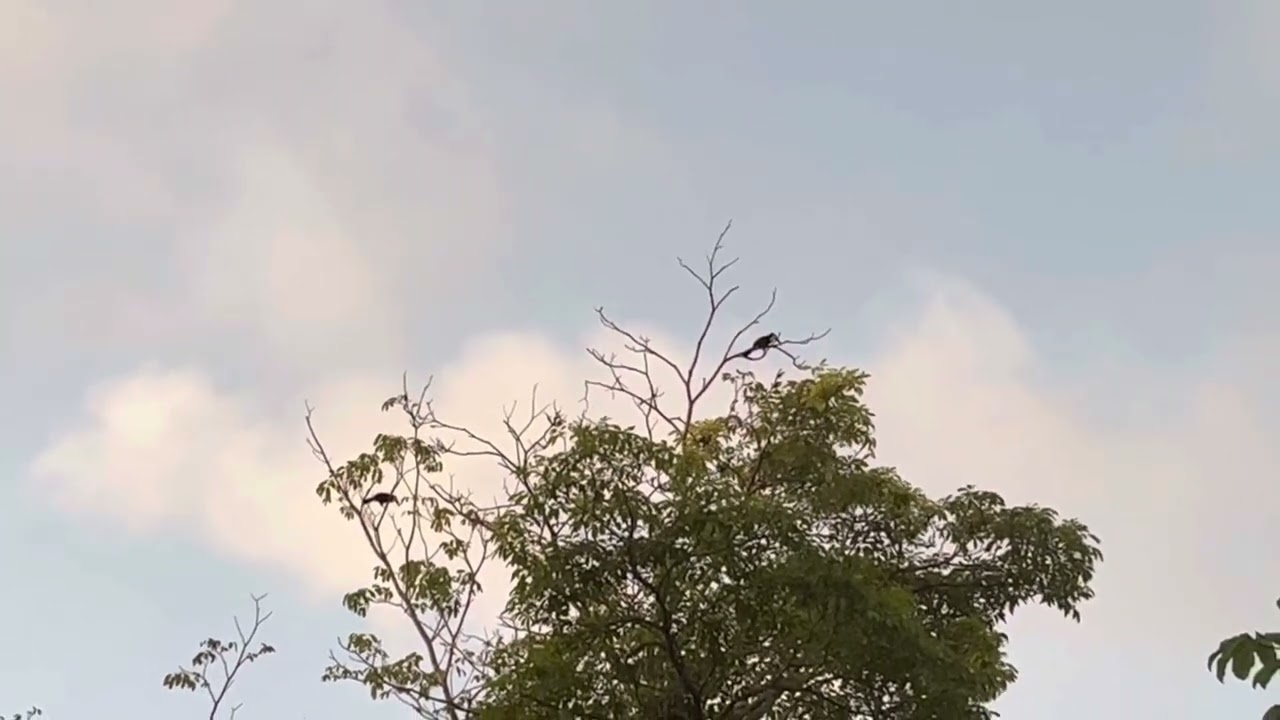 Swainson’s toucans (Ramphastos ambiguus swainsonii) calling at dusk (Manuel Antonio Costa Rica)