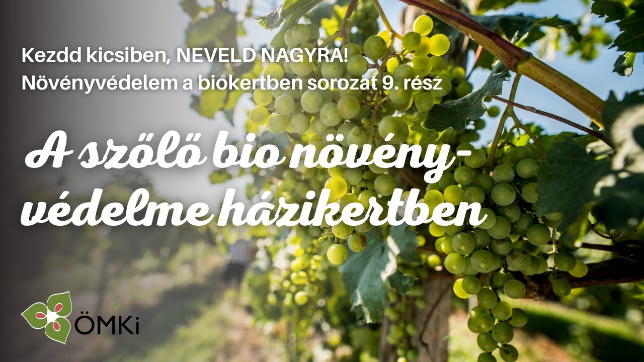 A szőlő bio növényvédelme házikertben