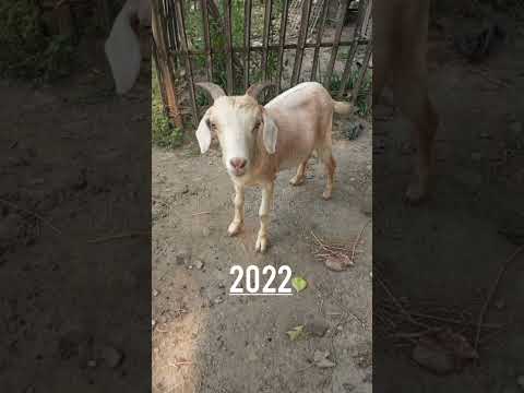 2022 Goat and