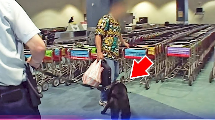 Angry Passenger KICKS Airport Sniffer Dog!