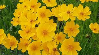 NATURE FLOWER VIDEO HD |ISLAMIC BACKGROUND GALLERY|VIDEO FOR EDITING screenshot 5