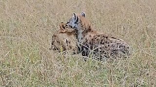 Hyena With A Lion Head In Mouth Tragic End Of Lemoniko Male Lion