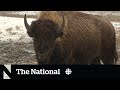 Why bison are being reintroduced on the Prairies