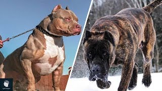 أقوى 10 فصائل كلاب حول العالم